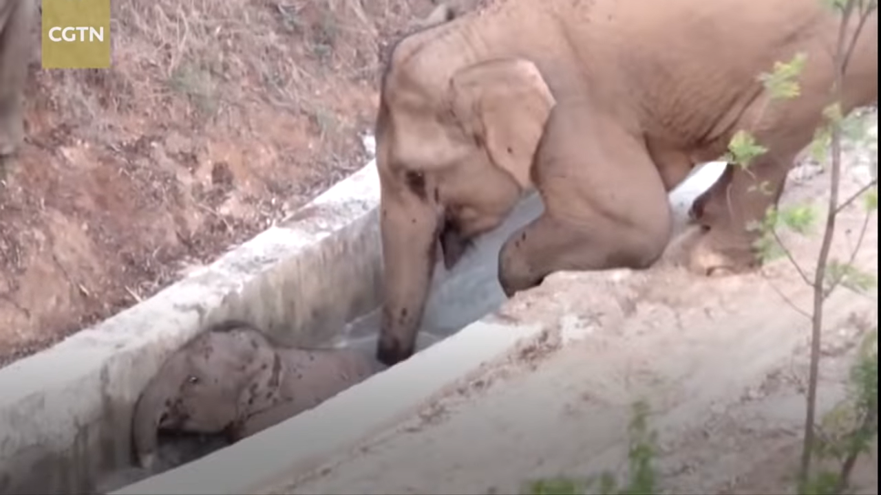 CGTN: La manada migratoria de elefantes asiáticos salvajes en Yunnan toma un descanso