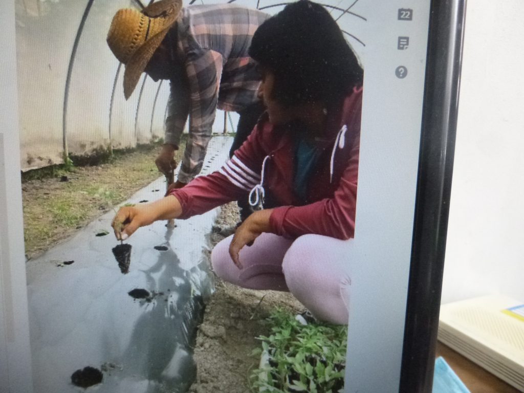 El CBTa  de Tecomatlán desarrolla proyecto de jitomate en acolchado