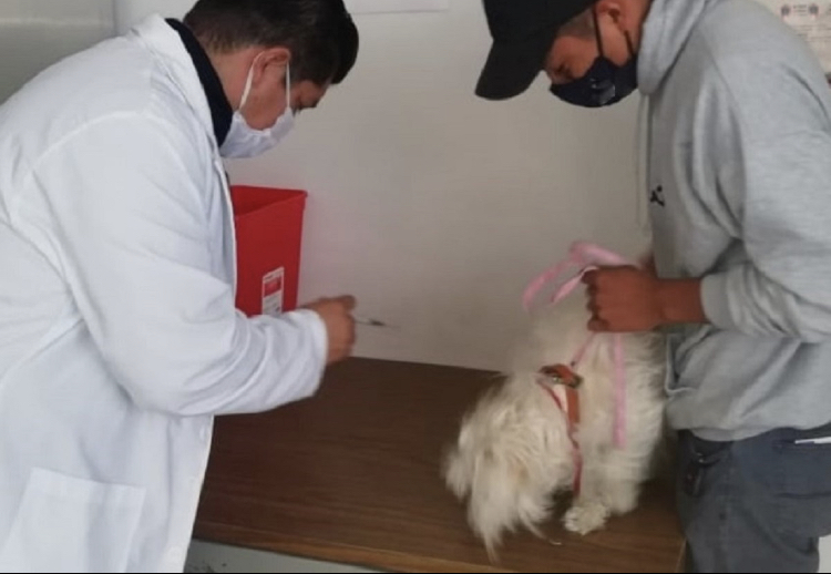 Ofrece SESA servicios de esterilización de perros y gatos en el módulo canino