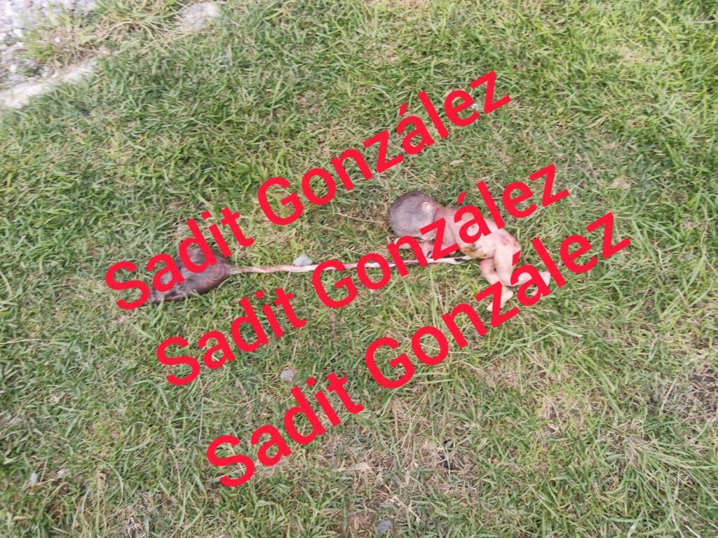 Hallan feto frente al CESSA de Amozoc