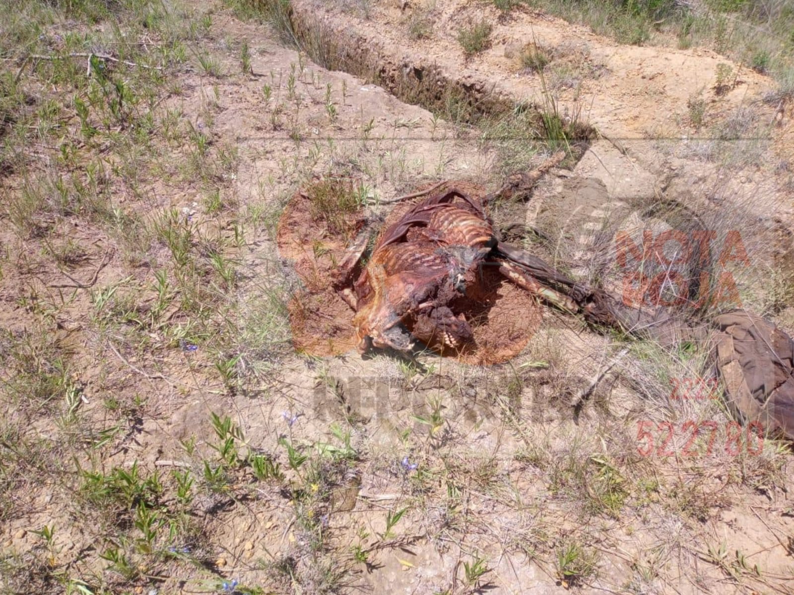 Hallan restos humanos presuntamente quemados en ácido en Atzitzintla