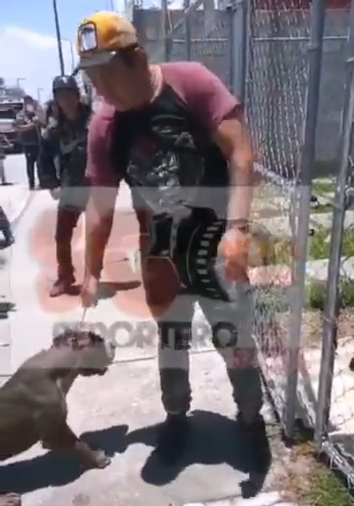 Video desde Puebla: En el Día del Perro, dos pitbull casi matan a un pastor alemán