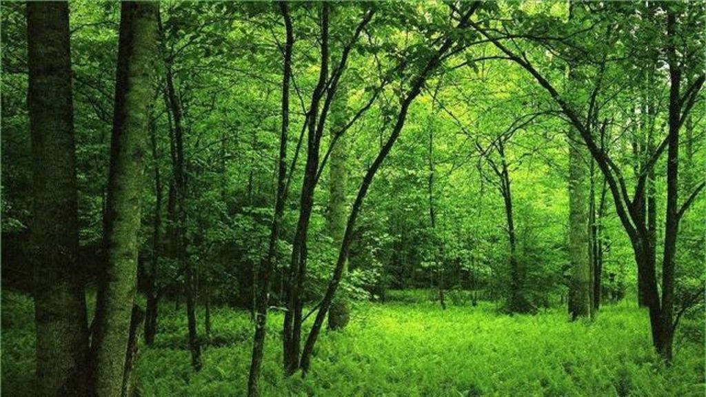 Pacto Verde Europeo: la Comisión propone una nueva estrategia para proteger y restaurar los bosques de la UE