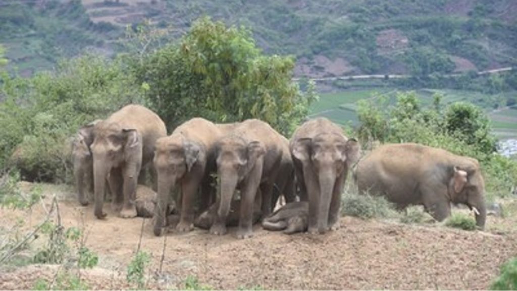 Xinhua Silk Road: Manada de elefantes migrantes de China está protegida en Yunnan Yuxi
