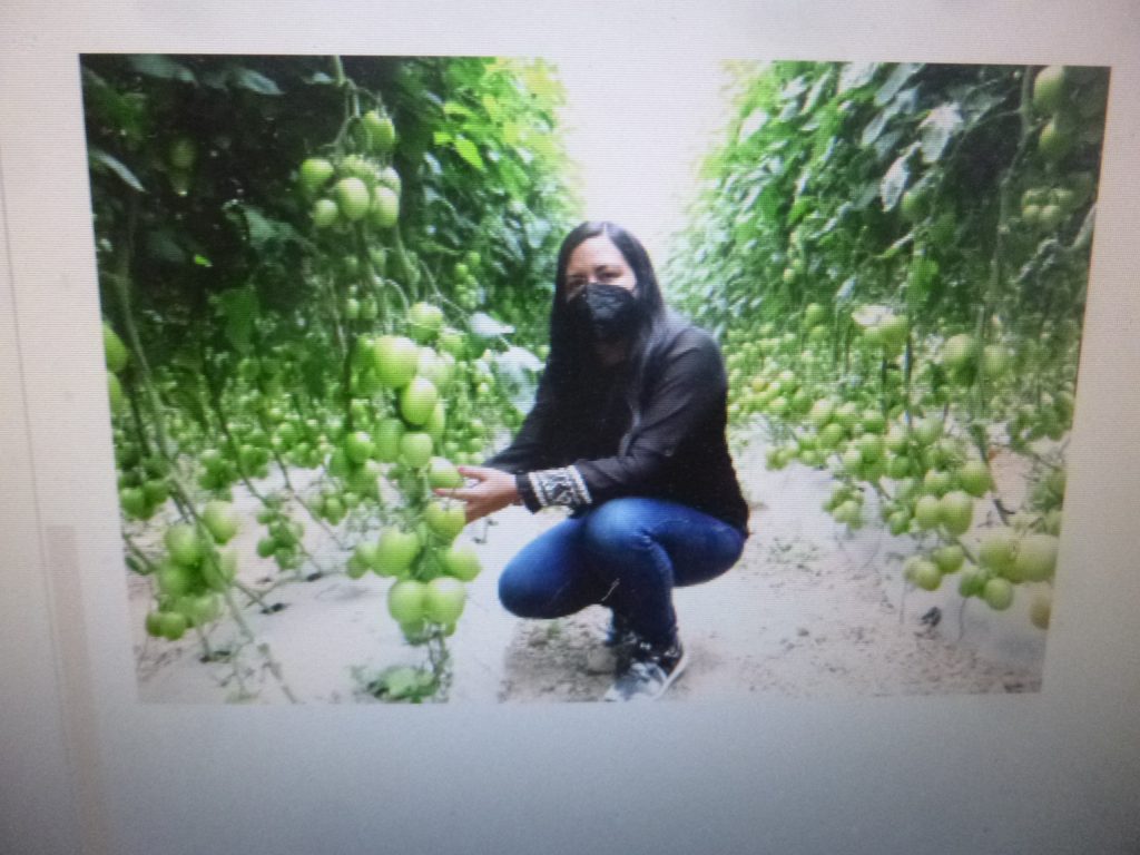 Mil toneladas de tomate poblano, exportadas a Estados Unidos