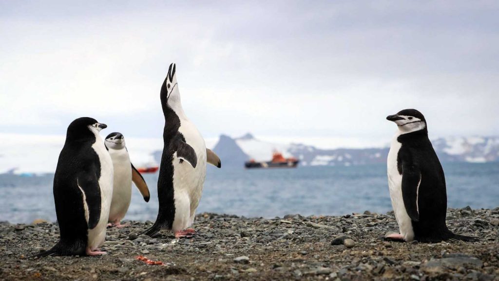 Hallan una “amplia presencia” de microplásticos en la dieta de los pingüinos de la Antártida