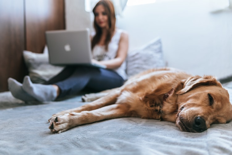 5 beneficios de tener mascotas en tu lugar de trabajo