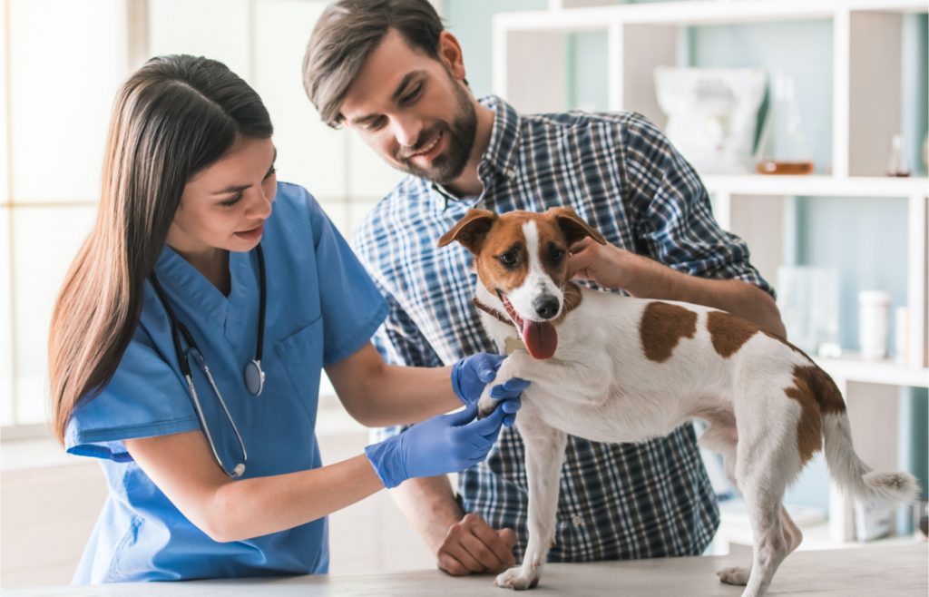 ¿Tienes perro? Estados con más veterinarios y cuánto cuesta vivir en ellos