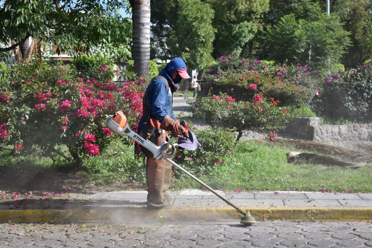 Ayuntamiento de Puebla retirará palmeras infectadas de fitoplasma en Analco y Parque Juárez: Alejandro Callejas