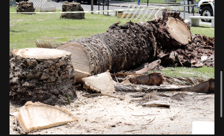 Cortar las palmeras en Analco, severo desequilibrio ambiental: SMADSOT