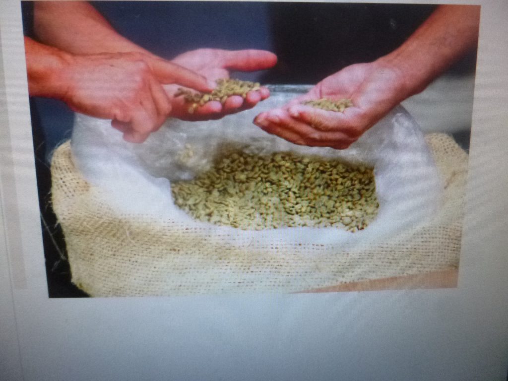 La Universidad de Chapingo  y la SDR  inician estimación de la cosecha de café en el estado