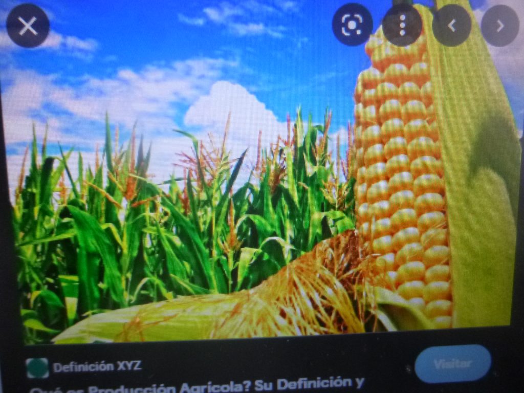 Más de 18 mil hectáreas afectadas por el paso del huracán Grace en la Sierra Norte