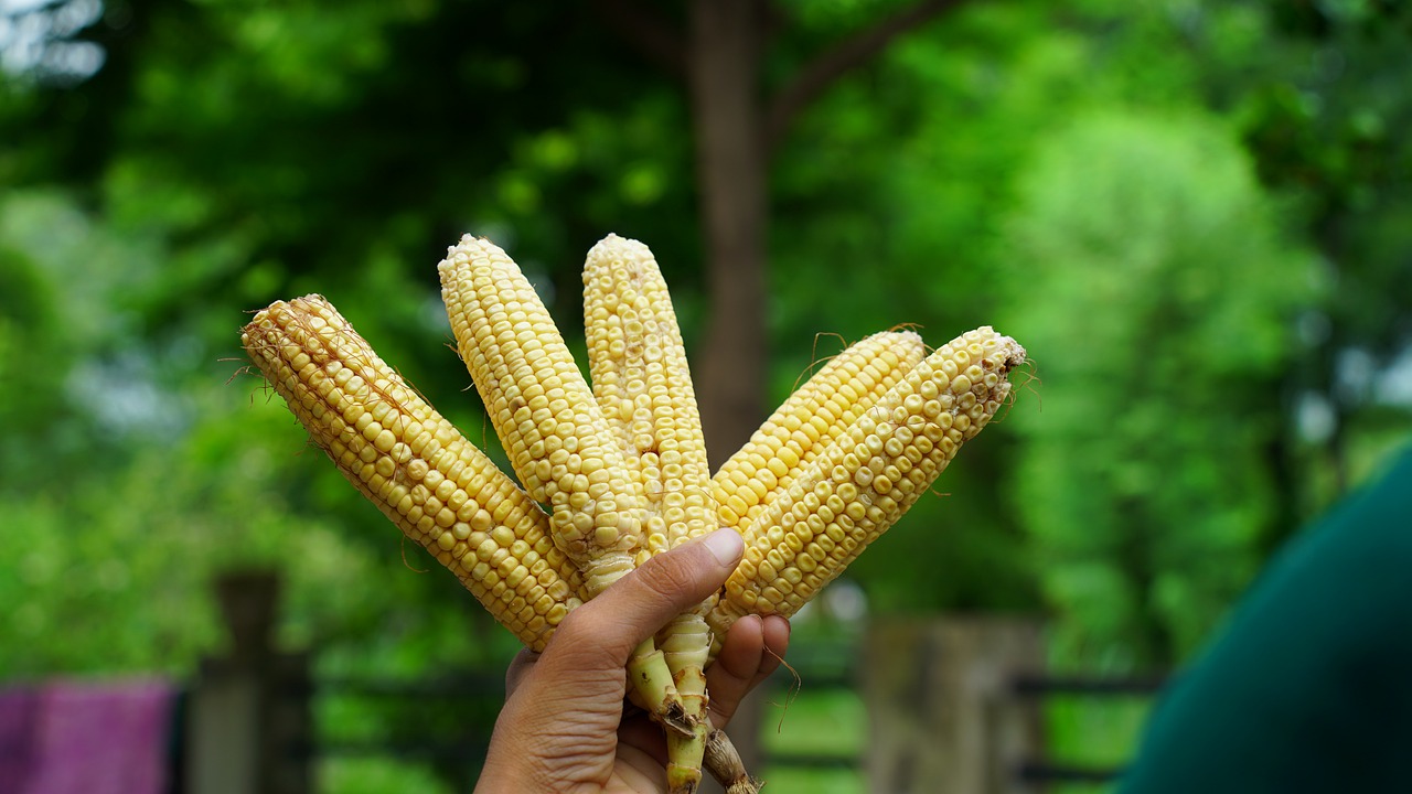 Consorcio encabezado por el EQUIDE IBERO presenta estudio sobre el maíz