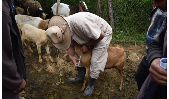 Ayuntamiento de Puebla capacita a ganaderos en uso de desparasitantes