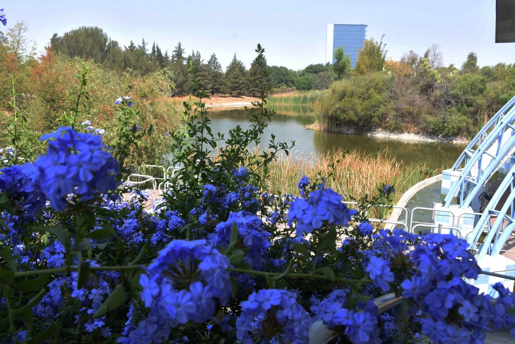 Jardín Botánico de la BUAP participa en la Estrategia Global para la Conservación Vegetal