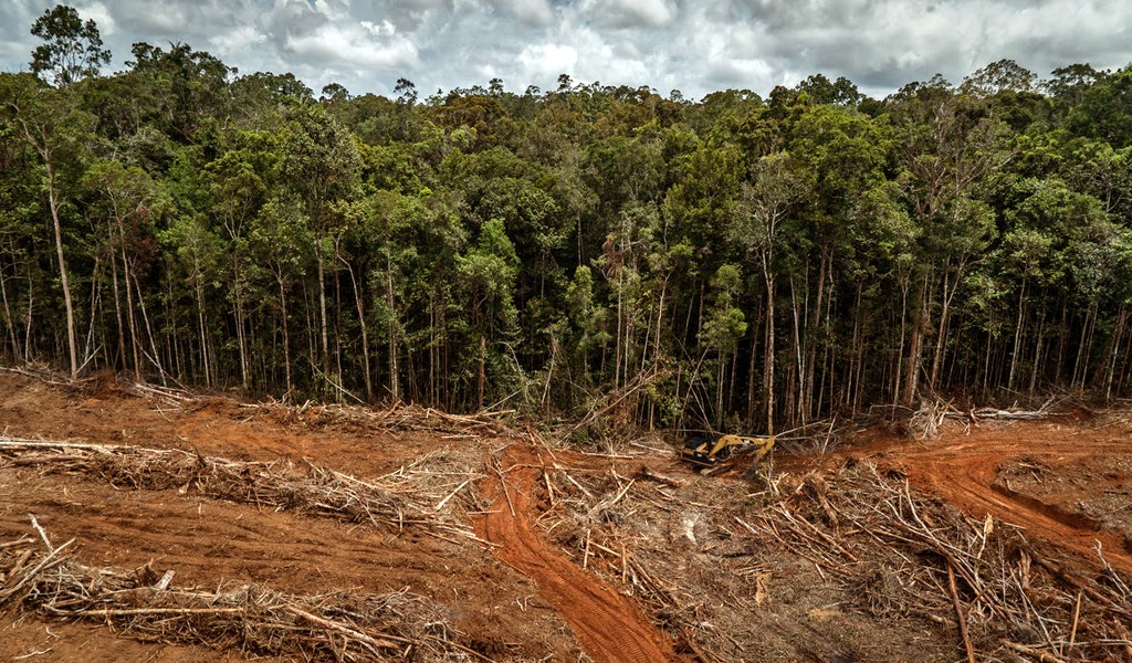 La IBERO monitorea avance de la deforestación de las selvas en México