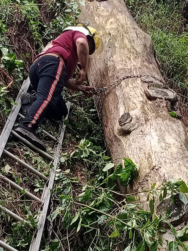 Video desde Puebla: Deslaves y árboles y ramas caídas sobre la carretera federal México – Tuxpan