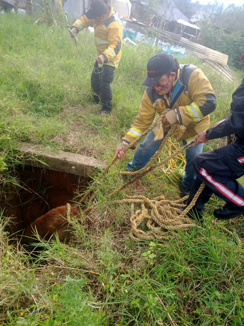 Desde Huauchinango: Rescatan a perrito que cayó a fosa