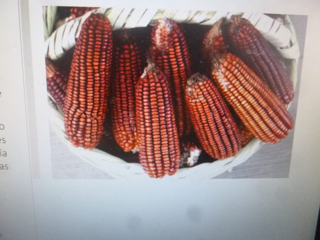 El gobierno de Puebla impulsa a los productores de maíz