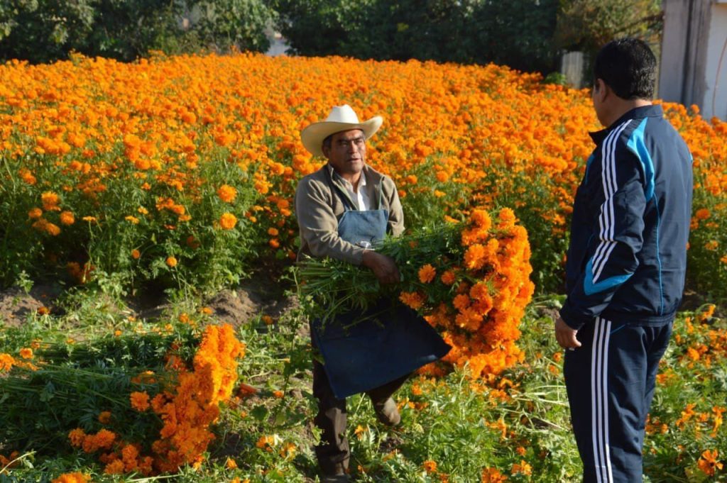 Destaca San Pedro Cholula en la producción de flor de muerto