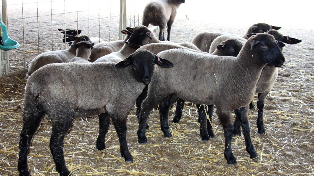 INEGI realiza consulta para el censo agropecuario