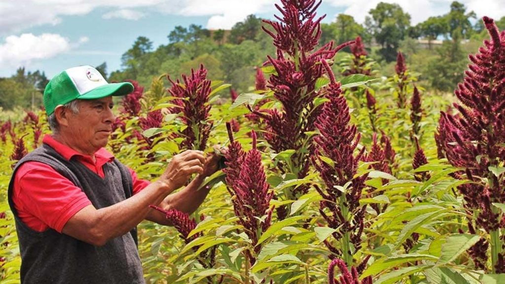 Amaranto el alimento milagroso