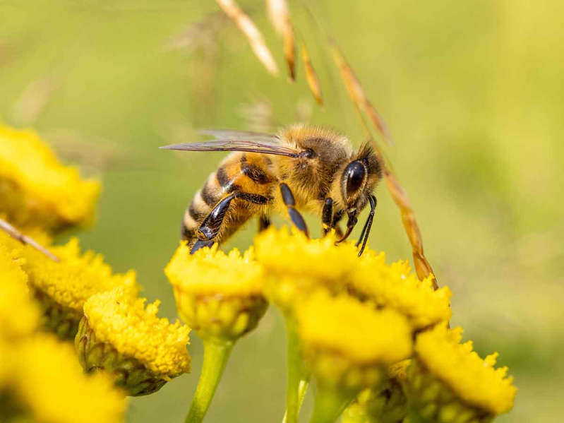Urge salvar a las abejas; son las más eficaces para polinizar