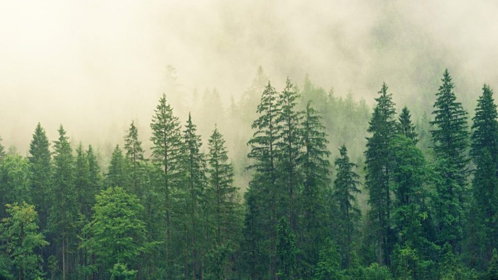 Cambio climático: Más de 100 países se comprometen para salvar los bosques y acabar con la deforestación en 2030