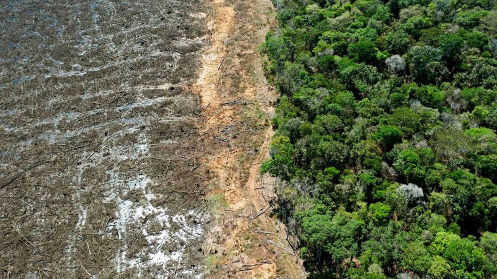 La deforestación en la Amazonía aumentó un 21,9% en 12 meses