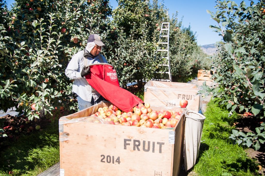 Con grandes resultados, México celebra la 3ª Semana Internacional de las Manzanas de Washington