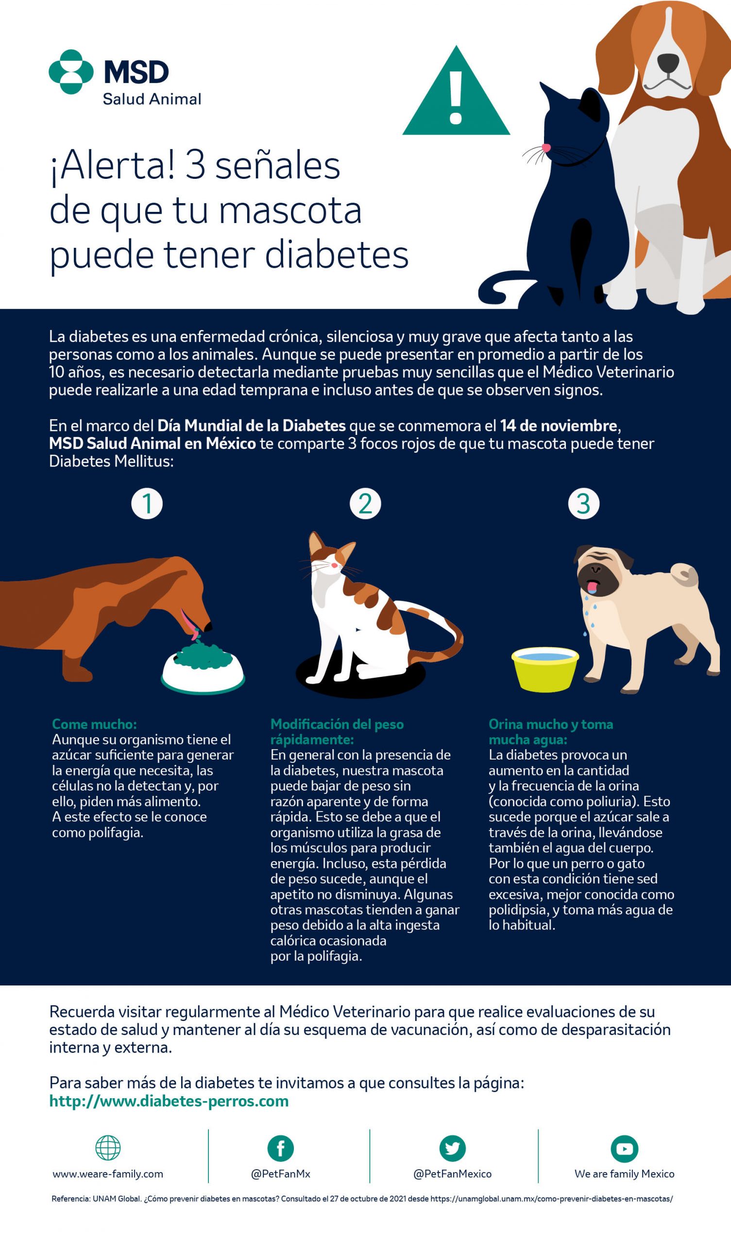 ¿Sabías que tu mascota puede estar en riesgo de desarrollar diabetes?