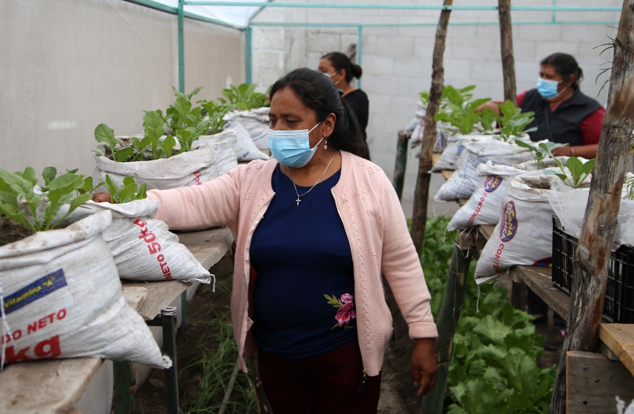 Supervisa Bienestar cosecha de vegetales y hortalizas en Tepanco de López