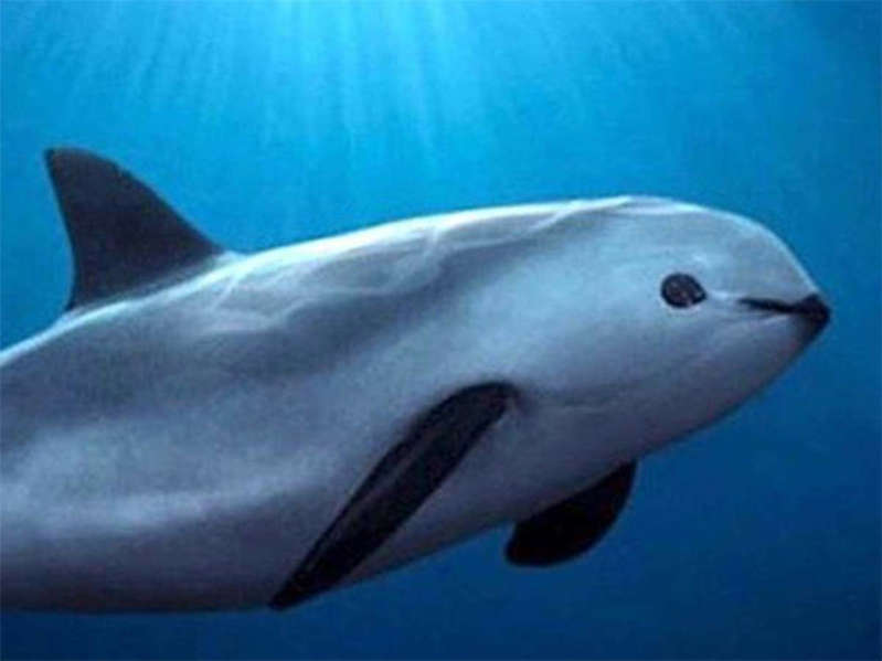 ¡Vaquita marina sufre otro descalabro!, cayó población de 10 a 8 ejemplares