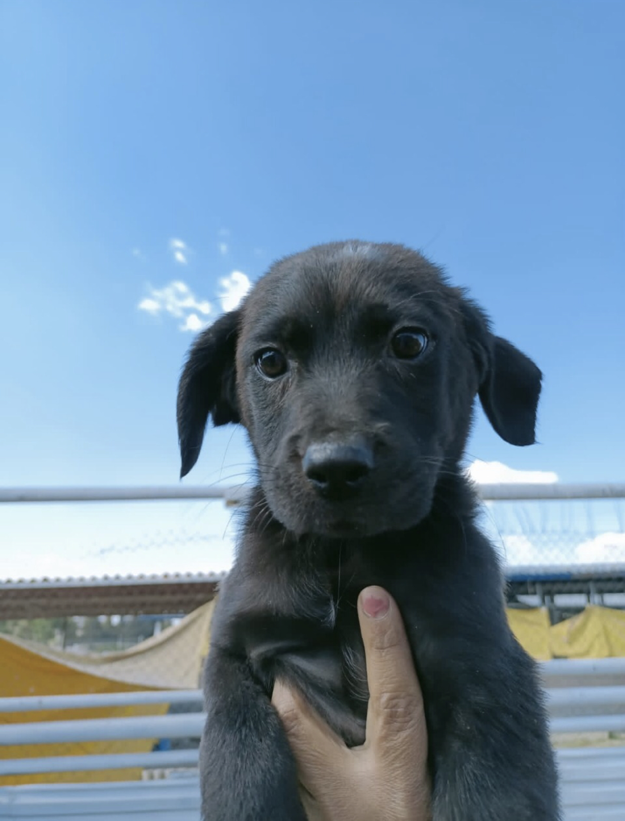 Ayuntamiento de Puebla invita a adoptar y dar una segunda oportunidad a animales de compañía de rescate
