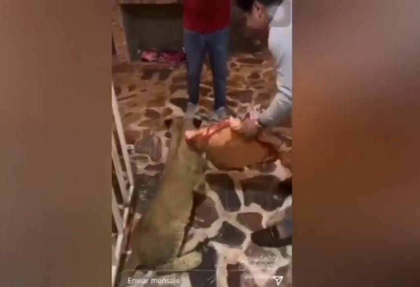 Video desde Puebla: Yerno del edil de Amozoc tiene un cachorro de león como mascota y pide 500 pesos por tocarlo