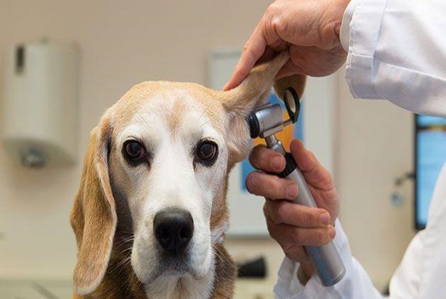 Otitis externa, una de las infecciones más frecuentes en perros