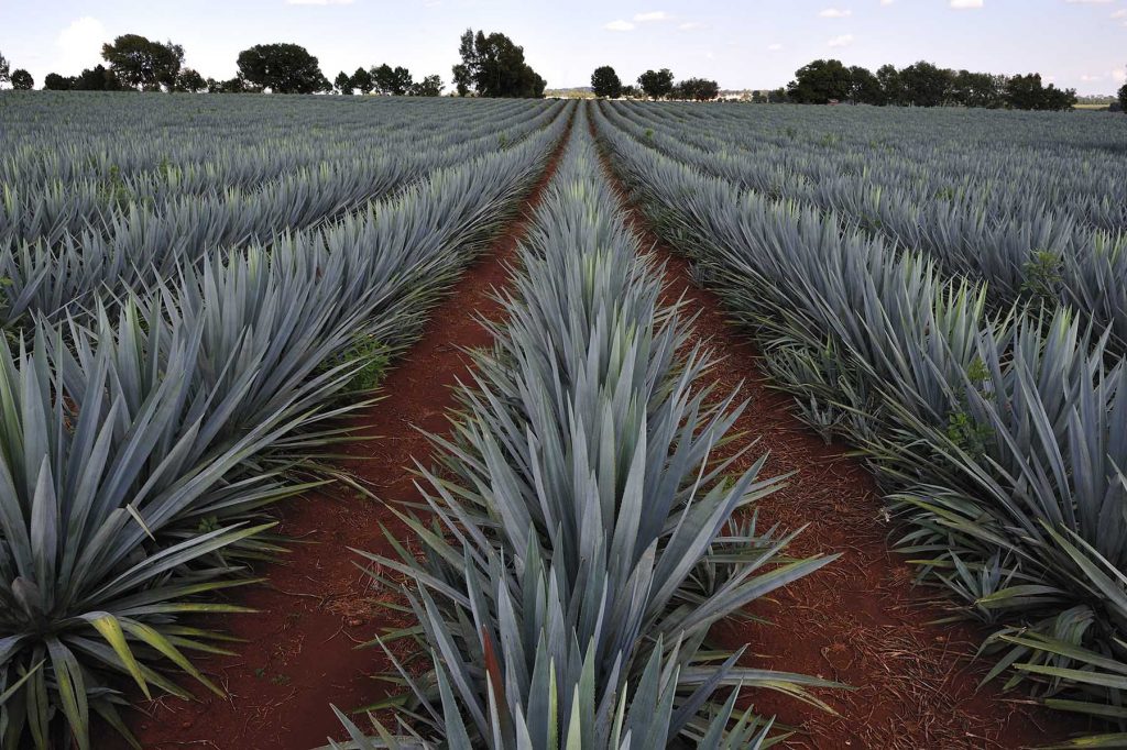 Investigación de la UAG resuelve escasez de agave para continuar producción tequilera