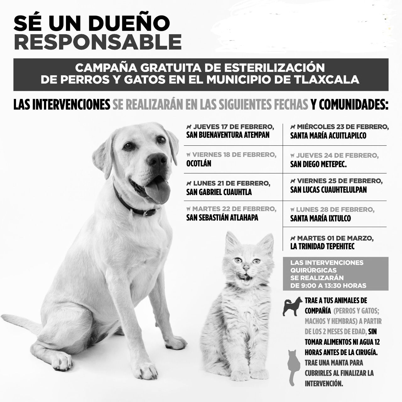 Esterilizarán perros y gatos en comunidades de Tlaxcala capital