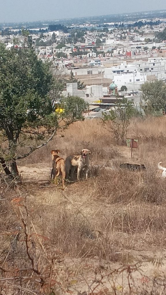 Perros callejeros mataron y se comieron a un burrito en Amozoc