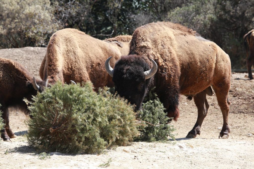 Ayuntamiento de Puebla recaudó 4 mil 500 árboles para Africam Safari