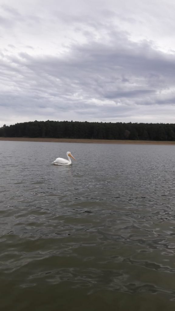 En el Tejocotal, Hidalgo, la naturaleza resiste y se aferra a la vida