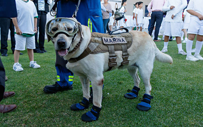 Frida, la perrita rescatista, está delicada de salud