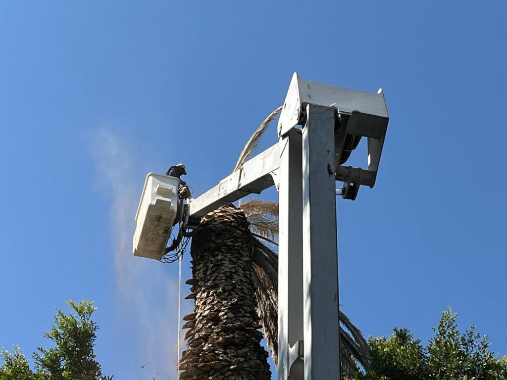 Por enfermedad, ayuntamiento de Puebla retirará palmera del zócalo