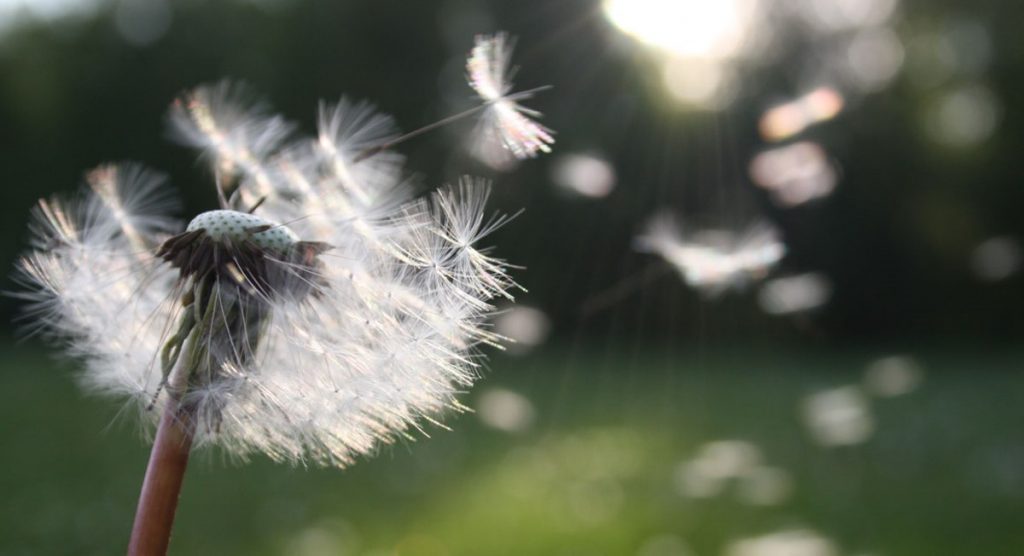 Llegada de la primavera desencadena complicaciones en pacientes con asma