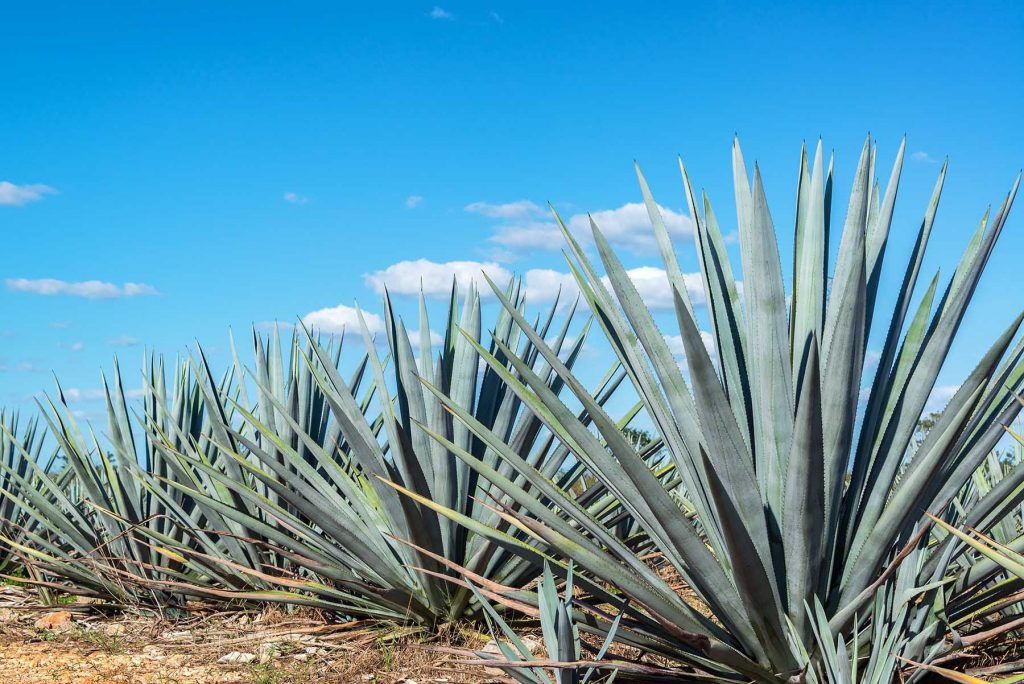 Industria Tequilera, caso de éxito de la economía circular