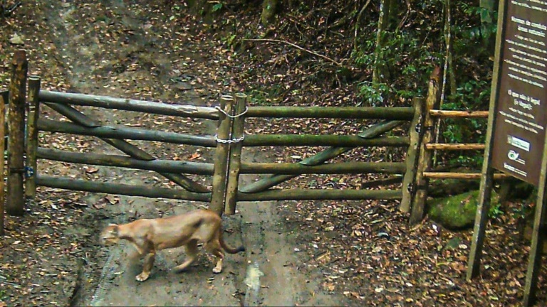 Río: Avistan puma en zona donde se consideraba extinto