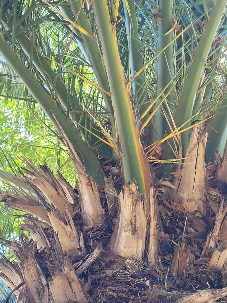 Ayuntamiento de Puebla cuida los árboles y palmeras con tratamiento fitosanitario