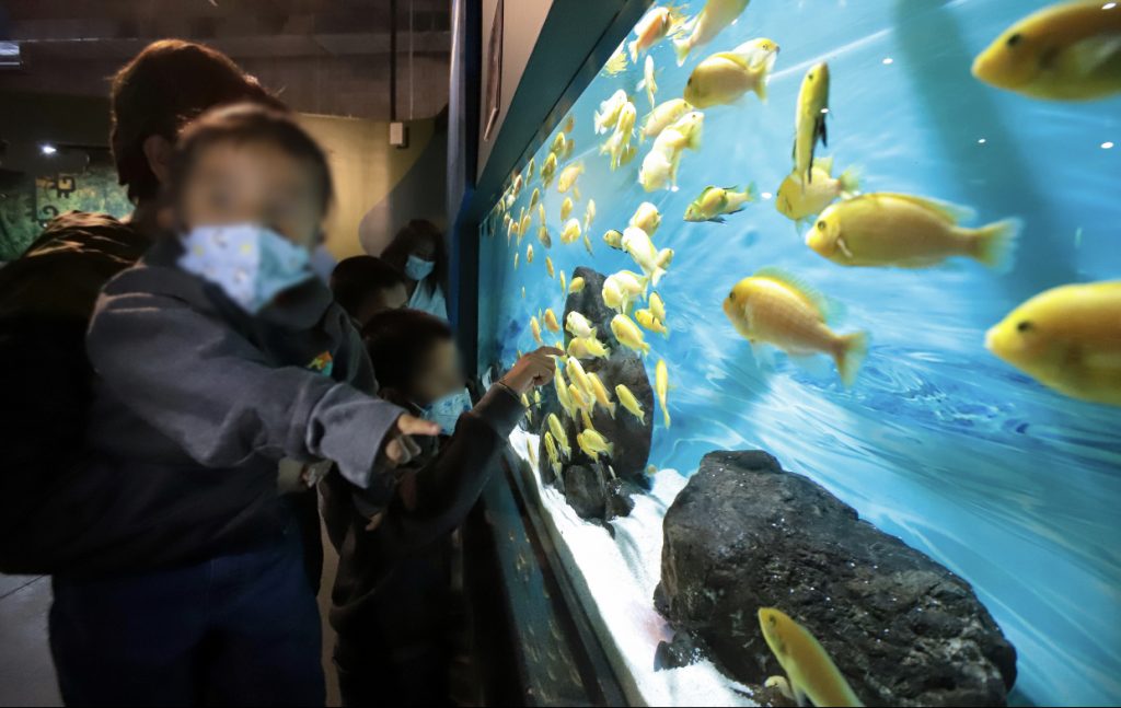 Disfrutan niñas y niños a resguardo del SEDIF del Acuario Michin
