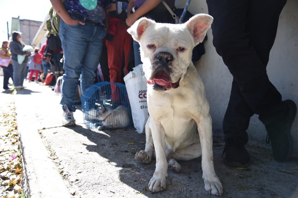Vacunan a más de mil animales de compañía en Tlaxcala capital