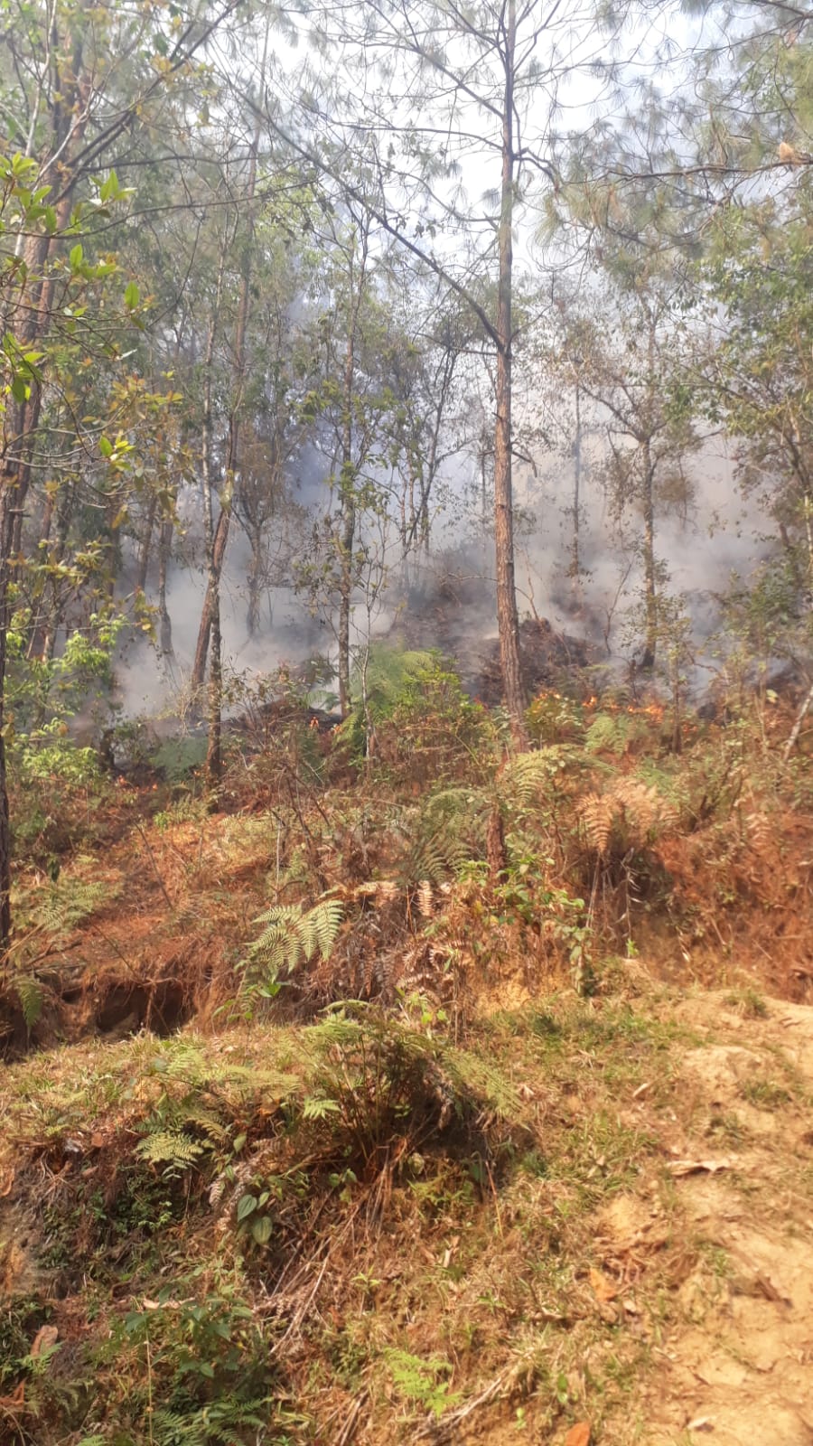 Incendio forestal en Ahuacatlán habría afectado 20 hectáreas